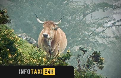 taxista Taxi Aeropuerto Asturias Ovd