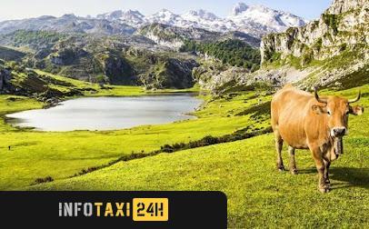 taxista Taxi Covadonga Los Lagos Taxitur